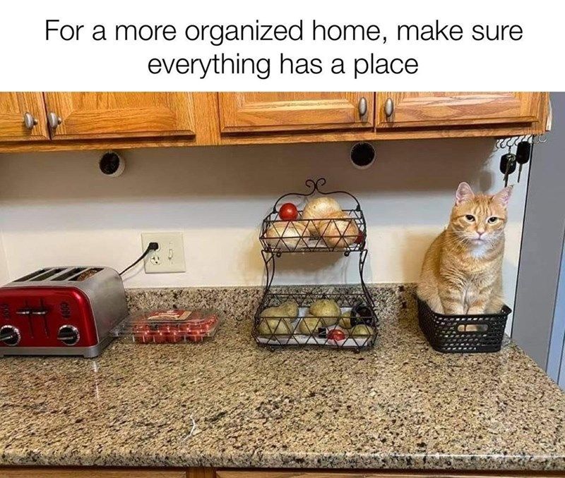 cat perched in kitchen